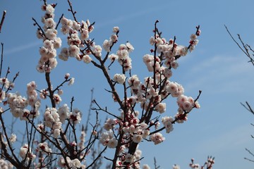 梅の花