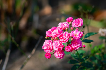 Miniature pink rose flowers in the garden.