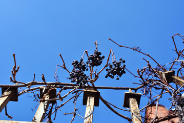 Dry blue grape fruits on branches without leaves on shabby iron fence, sky background, Kharkiv, Ukraine