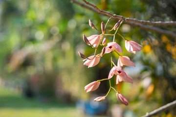 Close-up Of beautiful orchids.