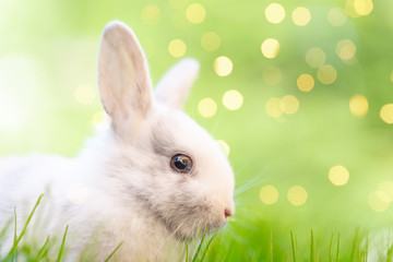 green easter bunny in nature 