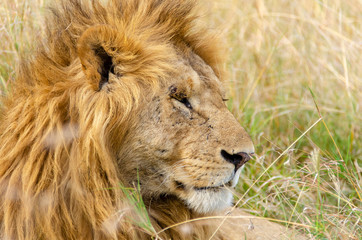 A male lion sitting relaxedly in the plains of Africa inside Masai Mara National Park during a wildlife safari