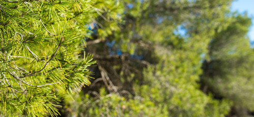 Pine Tree Fir Branch In The Winter Forest