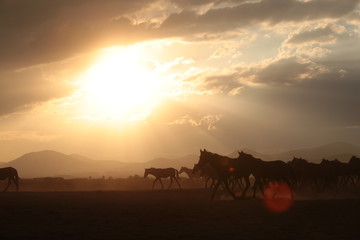 Fototapeta premium wild horses and cowboys.kayseri turkey