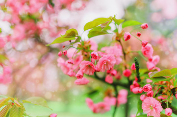 Cherry blossom flowers , sakura flowering branch