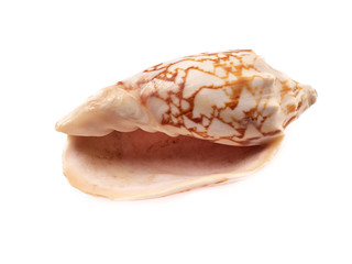 sea shell on white background