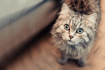 cute gray cat stares with a piercing gaze.