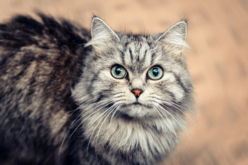 Naklejka na ściany i meble cute gray cat stares with a piercing gaze.