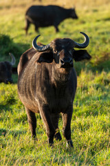 A lone cape buffalo grazing in the plains of masai mara national park during wildlife safari
