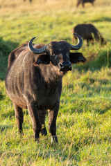 A lone cape buffalo grazing in the plains of masai mara national park during wildlife safari