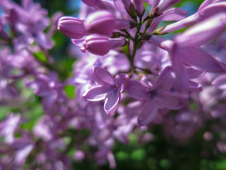 Soft blurred macro focus of pink lilac Syringa microphylla flowers on blurred bush. Spring bloom on a sunny day. Nature concept for design