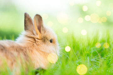 green easter bunny in nature 