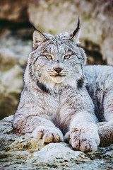 Portrait de lynx du Canada