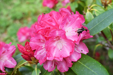 Bi on cerise rhododendron flower