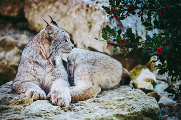 Lynx couché sur un rocher