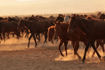 wild horses and cowboys.kayseri turkey