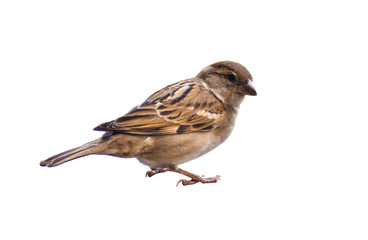 sparrow on white background