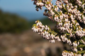Tree Heath Flowers in Bloom in Winter