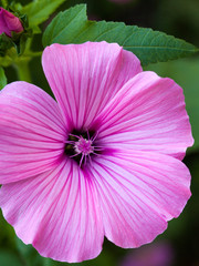 Pink lavatera (mallow) flower