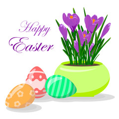 Easter eggs and violet crocuses in yellow flowerpot. Groving up saffron flowers. Vector illustration