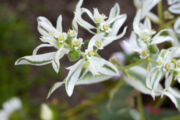 Obraz na płótnie Canvas Euphorbia (spurge) white leaves and flowers