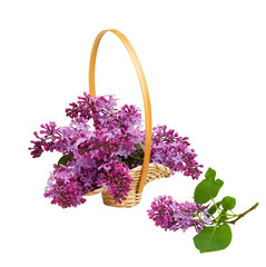 Wicker basket with blooming lilac and lilac branch on white background isolated