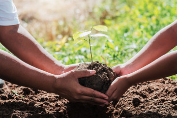 father and children helping planting small tree in garden