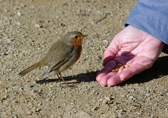 Robin eating in the hand