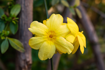 Winter Jasmine Flower in Bloom in Winter