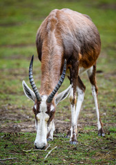 Naklejka na ściany i meble A blesbok antelope (Damaliscus pygargus) standing in grass