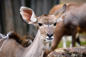 A blesbok antelope (Damaliscus pygargus) standing in grass