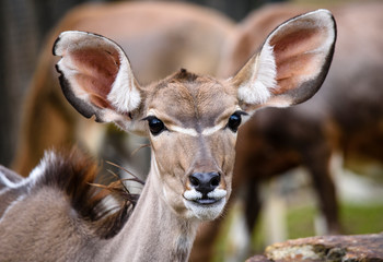 A blesbok antelope (Damaliscus pygargus) standing in grass