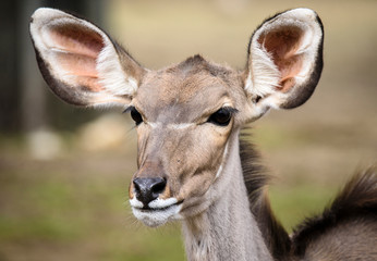 Fototapeta premium A blesbok antelope (Damaliscus pygargus) standing in grass