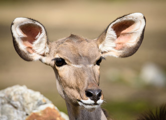 A blesbok antelope (Damaliscus pygargus) standing in grass