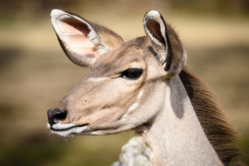 A blesbok antelope (Damaliscus pygargus) standing in grass