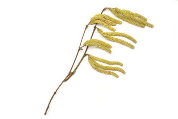 Male catkins on common hazel branches isolated on white background. Hazel plant blossom in early spring.