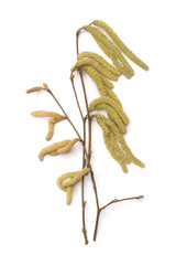 Naklejka premium Male catkins on common hazel branches isolated on white background. Hazel plant blossom in early spring.