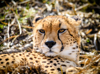 Cheetah in ZOO in Pilsen, Czech Republic