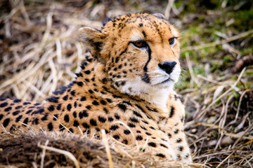 Cheetah in ZOO in Pilsen, Czech Republic