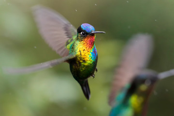 Hummingbirds - flying diamonds