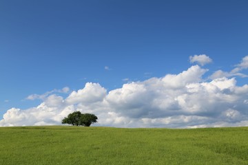 Single tree on a meadow and blue sky .savsat/artvin/turkey