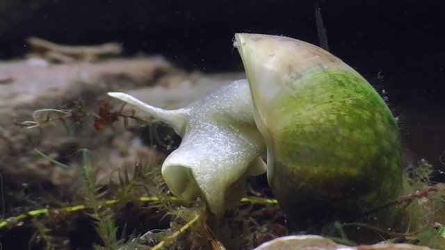 Wasserschnecke, Spitzschlammschnecke&nbsp;(Lymnaea stagnalis)