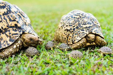 The Leopard Tortoise family on the grass ground at the park.