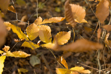 yellow autumn leaves