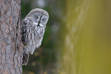 Great grey owl - Strix nebulosa in soft rain 