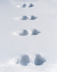 animal tracks on white snow