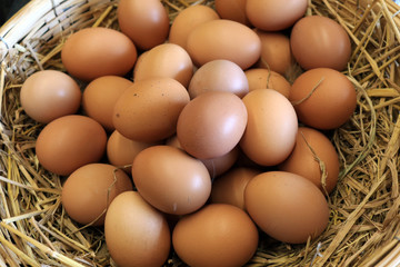 Organic eggs in basket fresh from hen in a chickens farm.