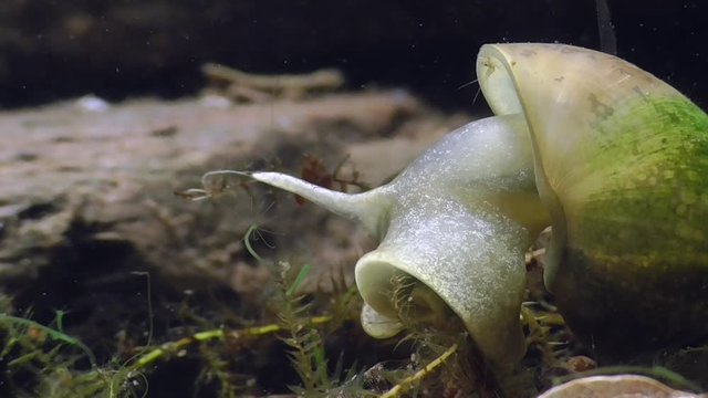 Wasserschnecke, Spitzschlammschnecke&nbsp;(Lymnaea stagnalis)