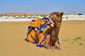 Beautiful camel with decorated clothes sitting, lazying, chewing food while waiting for the tourists in Sam Sand Dunes, Thar Desert, Jaisalmer, Rajasthan, India. Camel is called the ship of the desert