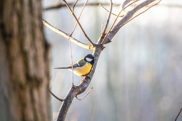 Bird Meise Vogel